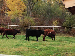 cattle grazing in the pasture